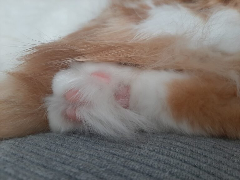 Close-up of a ginger and white cat paw resting on a grey knitted blanket