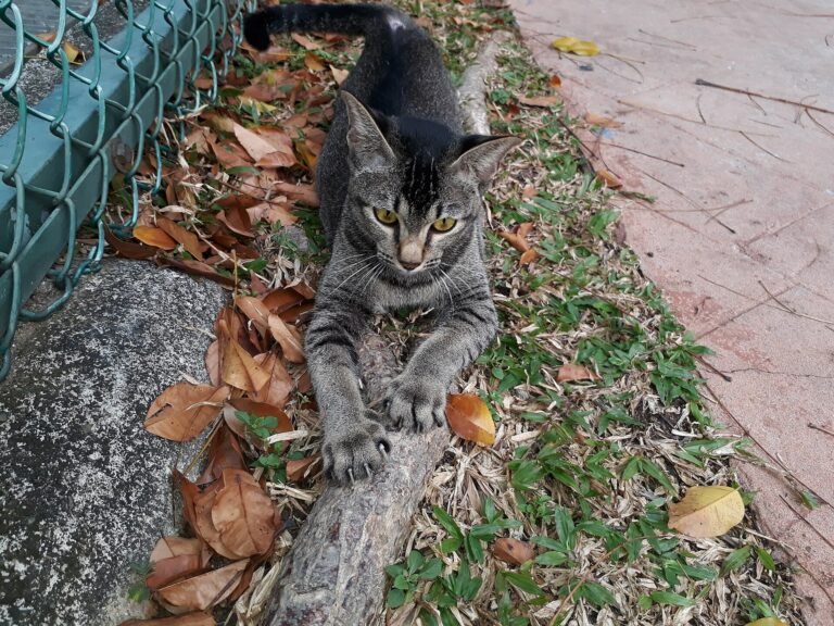 Tabby cat stretching its front claws on the ground