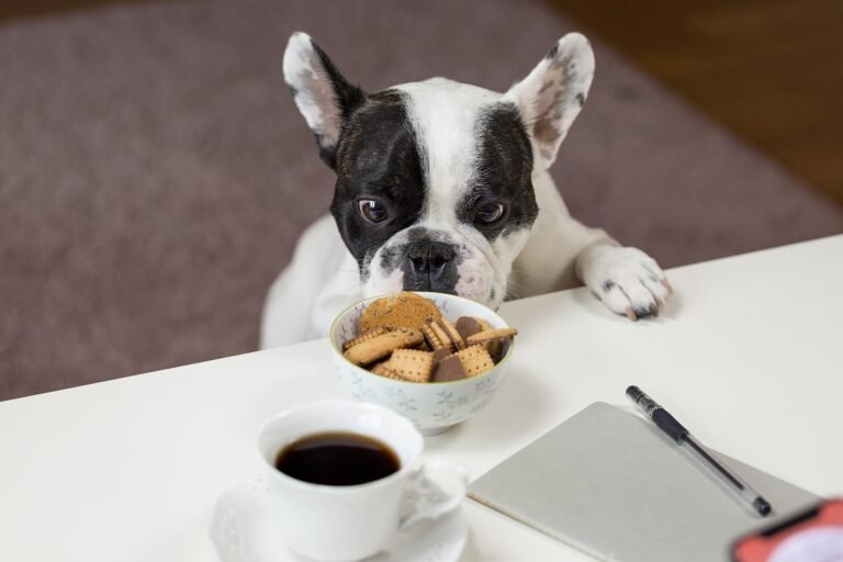 French bulldog with its front paws on a table, eyeing a bowl of biscuits beside a cup of coffee