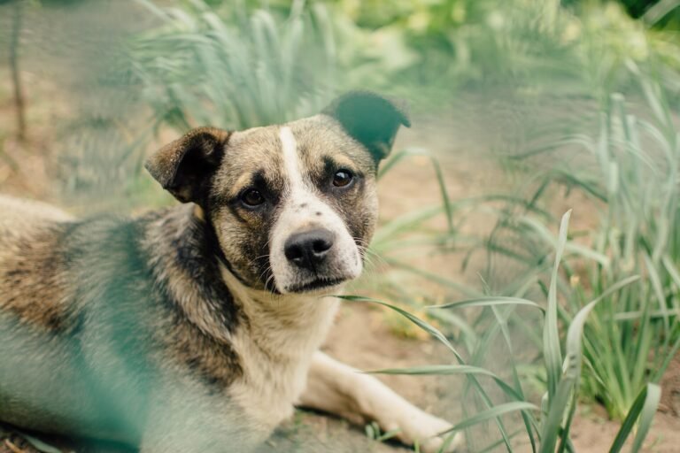 Dog lying in long grass outdoors, looking at the camera