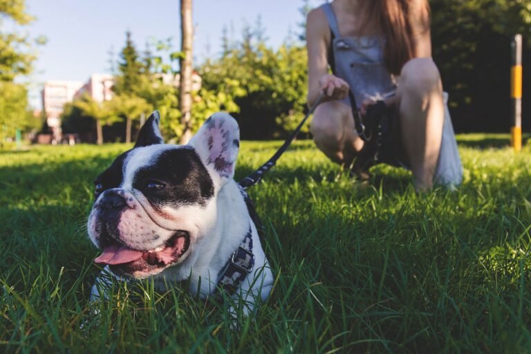 French bulldog on a lead lying on the grass close to its owner in a park