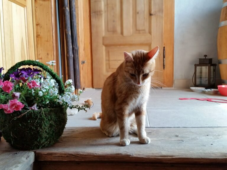 Ginger cat sitting in an open doorway on a wooden floor, watching the ground