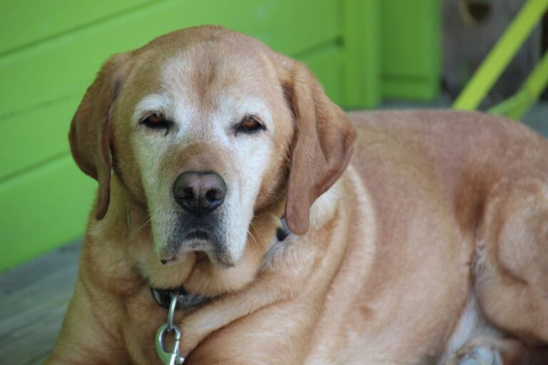 Senior Labrador with a grey muzzle lying down on a porch