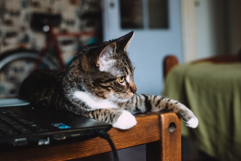 Tabby cat lying on a wooden desk beside a laptop with one paw hanging over the edge