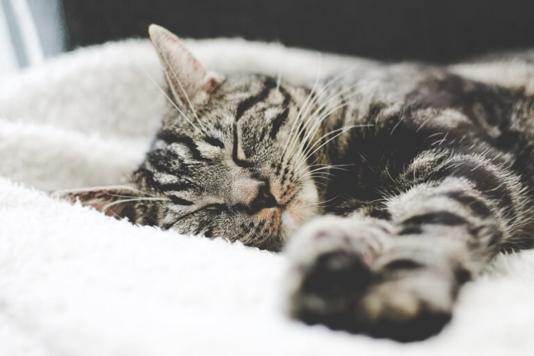 Tabby cat dozing on a soft white blanket with its front paws forward