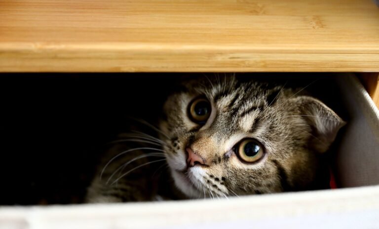 Wide-eyed tabby kitten peeking out from inside a cardboard box