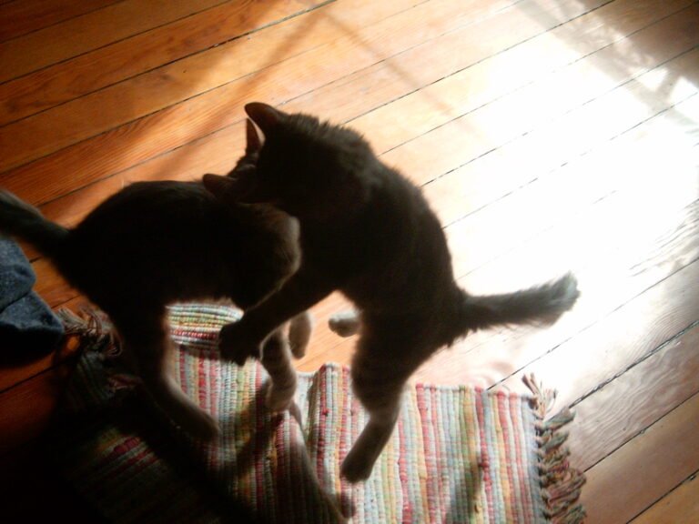 Two kittens play wrestling on a striped rug in sunlight on a wooden floor